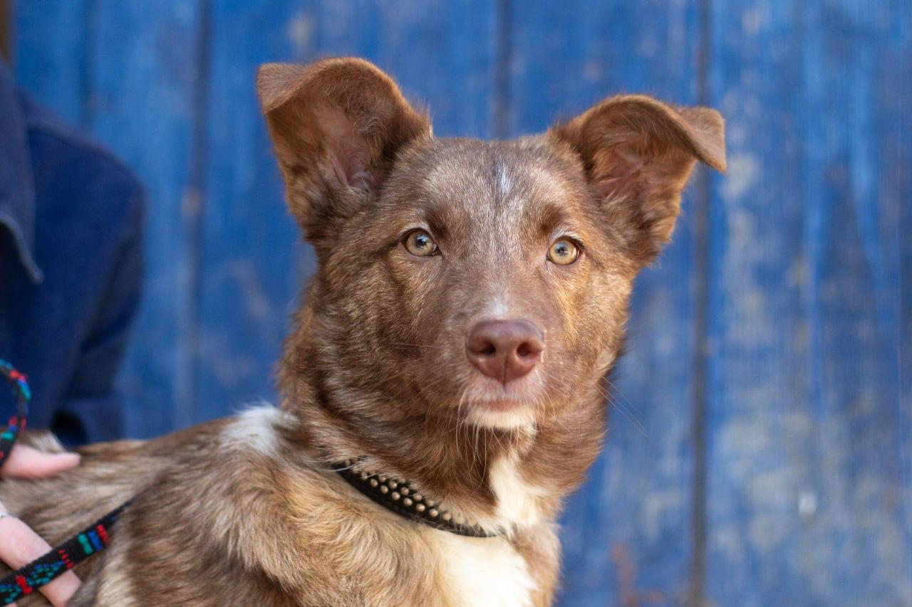 Chiens à adopter
